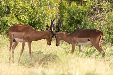 Impala, male, Aepyceros melampus