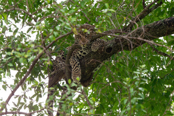 Léopard, Panthère, Panthera pardus, Afrique du Sud