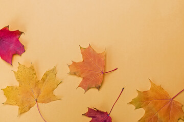 Naklejka na ściany i meble Autumn leaves on yellow background,
