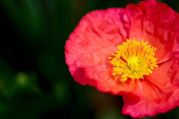 Pink Poppy