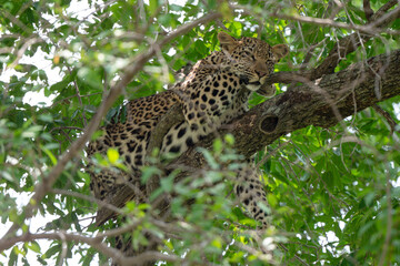 Léopard, Panthère, Panthera pardus, Afrique du Sud