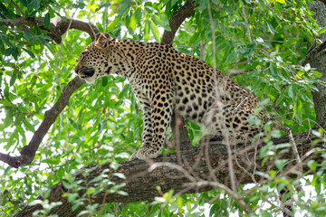 Léopard, Panthère, Panthera pardus, Afrique du Sud