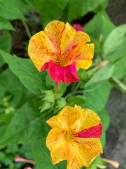 four o'clock flower, yellow-pink petals, beautiful, very strange, pink stripes, pink spots contrast with the most yellow With pollen in the middle of the flower Natural green leaf stalk