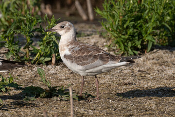 Obraz premium Mouette à tête grise,.Chroicocephalus cirrocephalus, Grey headed Gull