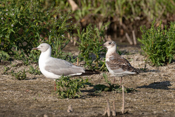 Mouette à tête grise,.Chroicocephalus cirrocephalus, Grey headed Gull