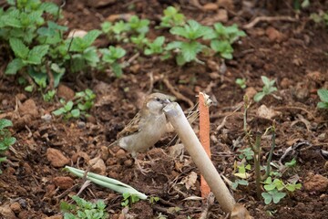 Bird in the home garden 