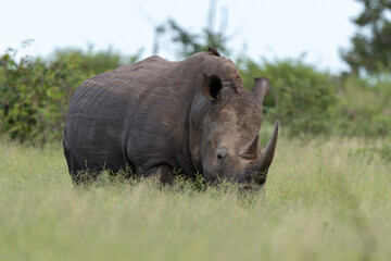 Obraz premium Rhinocéros blanc, white rhino, Ceratotherium simum, Parc national Kruger, Afrique du Sud