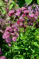Große Sterndolde rosa blühend - Astrantia major
