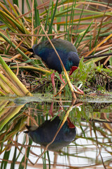 Talève sultane, Poule sultane,.Porphyrio porphyrio, Western Swamphen