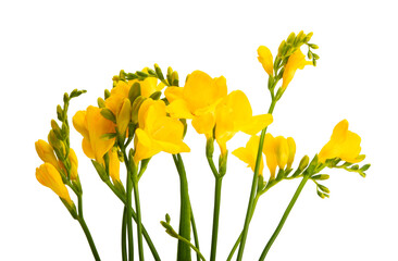 yellow freesia flowers isolated