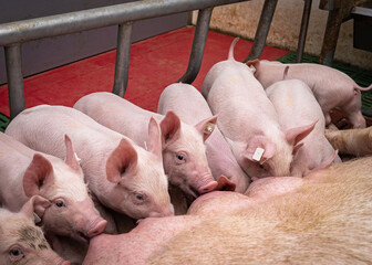 Kastenstandverbot - mehr Tierwohl, Sau säugt Ferkel in einer geöffneten  Bewegungs - Abferkelbucht.