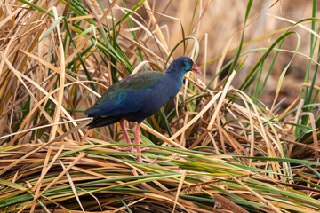 Talève sultane, Poule sultane,.Porphyrio porphyrio, Western Swamphen