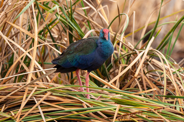 Talève sultane, Poule sultane,.Porphyrio porphyrio, Western Swamphen