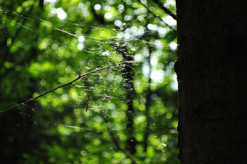 Spider web on the tree in the forest. Green background and nature around. Spring time. 