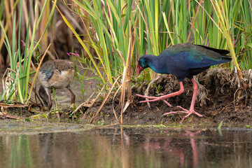 Talève sultane, Poule sultane,.Porphyrio porphyrio, Western Swamphen