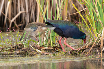 Talève sultane, Poule sultane,.Porphyrio porphyrio, Western Swamphen