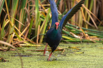 Talève sultane, Poule sultane,.Porphyrio porphyrio, Western Swamphen