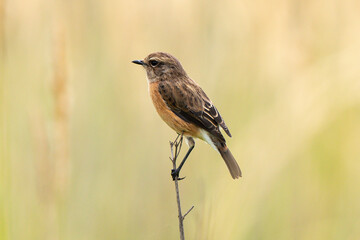 Tarier pâtre, Traquet pâtre, Saxicola rubicola,  European Stonechat, femelle