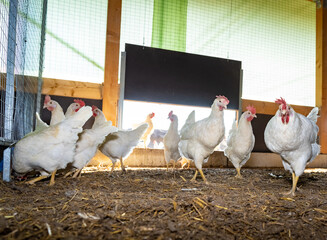 Haltung von freilaufenden Hühnern, Legehennen im Aussenbereich. © Countrypixel