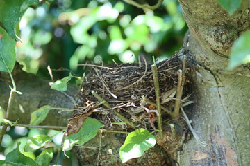 honeybird's nest abandoned on a apple apple plant