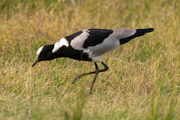 Vanneau armé,.Vanellus armatus, Blacksmith Lapwing