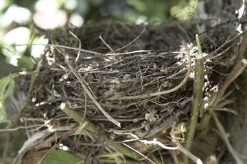 honeybird's nest abandoned on a apple apple plant