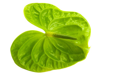 green flower anthurium isolated