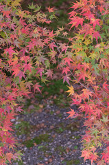 Obraz na płótnie Canvas Autumn leaves at the ruins of Iwakura Sansoin, Sakyo Ward, Kyoto.