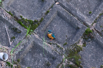 Kingfisher found in the river of Kyoto, Iwakura, Sakyo-ku, Kyoto
