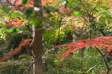 Fototapeta premium Shimogamo Shrine's autumn leaves, Shimogamo, Sakyo Ward, Kyoto City, Kyoto Prefecture.