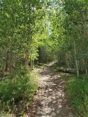 Hiking path surrounded by trees in Colorado