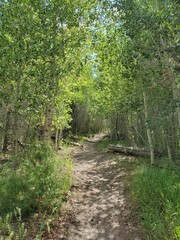 Fototapeta na wymiar Hiking path surrounded by trees in Colorado