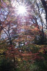 Shimogamo Shrine's autumn leaves, Shimogamo, Sakyo Ward, Kyoto City, Kyoto Prefecture.