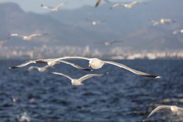 Scenic View of Seagulls above Sea Against Sky