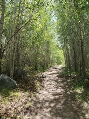 Hiking path surrounded by trees in Colorado