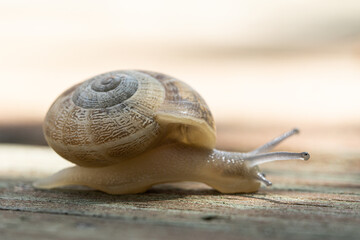 The common garden snail. Helix aspersa