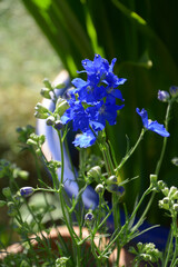 Obraz premium larkspurs or delphinium ajacis in bloom in an ornamental garden