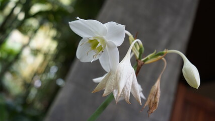 Obraz premium floración,flor, blanco, primavera, naturaleza, fábrica, florecer, flor, huerta, verde, árbol, florecer, flora, orquitis, beldad, floración, macro, magnolia, jasmin, floral, manzana, hojas, sucursal, 