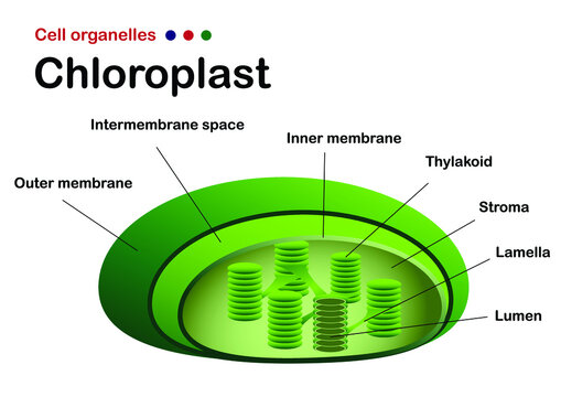 Biology diagram show chloroplast structure