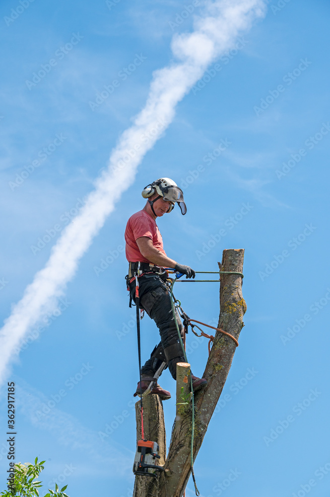 Wall mural a tree surgeon or arborist standing on top of a tall tree stump using his safety ropes.