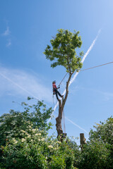 A Tree Surgeon or Arborist standing on tall tree stumps ready to cut the crown of the tree. - 362917135
