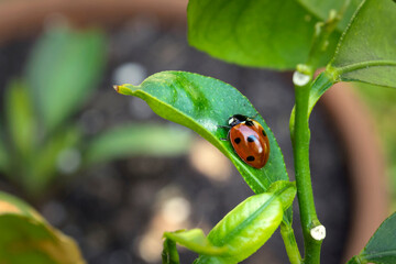 
A beautiful ladybug on a lime leaf
