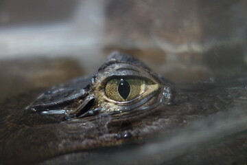 Eye of Spectacled caiman