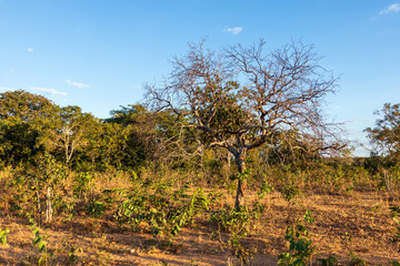 Paisagem típica do cerrado brasileiro.