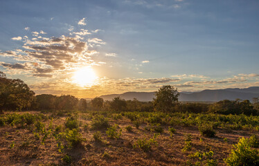 Nascer do sol no cerrado brasileiro.