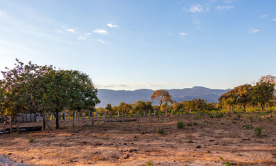 Cerrado com vista para a montanha.