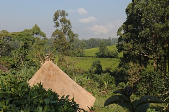 Tea plantation near Bonga city.Etiopia.Africa.