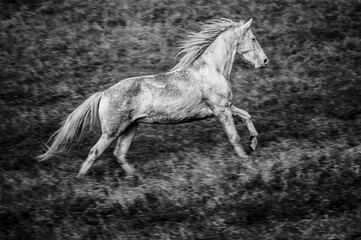 Obraz na płótnie Canvas cavallo bianco che corre