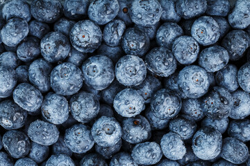 Ripe blueberries in the form of a full-screen texture with drops of dew.