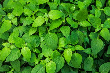 Fototapeta na wymiar Green leaves background texture 